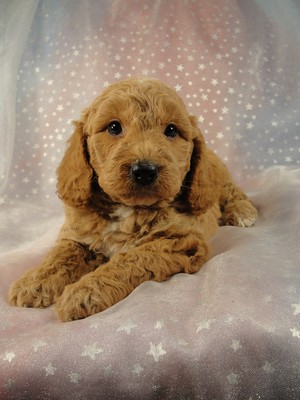 Male Cockapoo 36 for sale by an Iowa Breeder 2012 